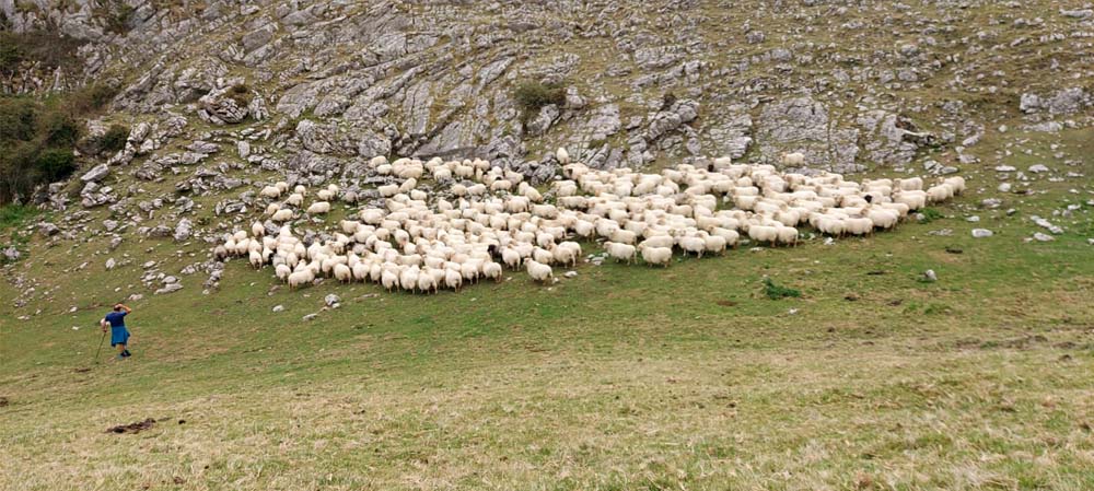 Zelaieta Gaztak - Queso de Denominación de Origen Idiazabal y Artzai Gazta, en Orendain (Gipuzkoa)