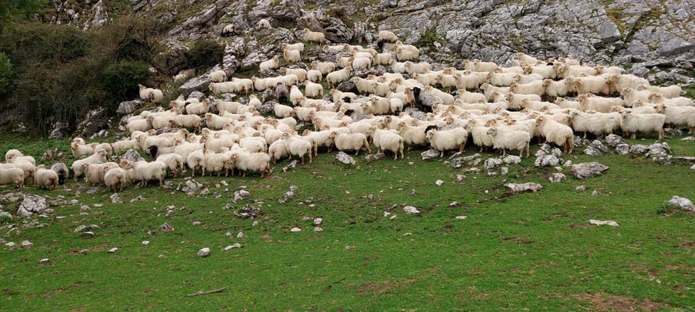 Zelaieta Gaztak - Queso de Denominación de Origen Idiazabal y Artzai Gazta, en Orendain (Gipuzkoa)